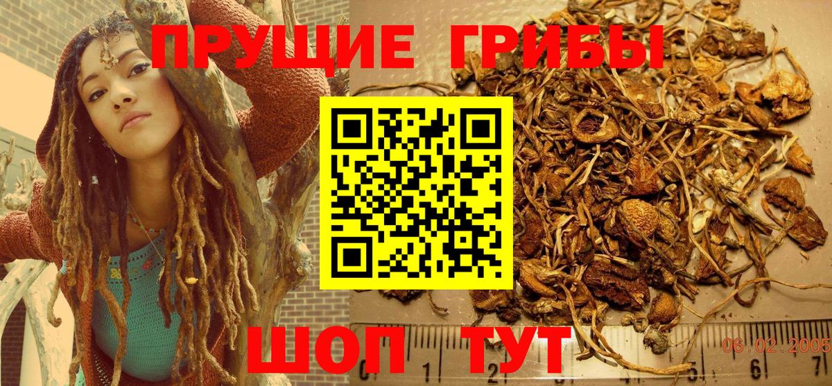 Псилоцибиновые грибы Psilocybine cubensis Стрежевой